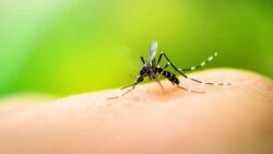 Ante incremento de casos de dengue, piden en el Senado informe sobre acciones para evitar su propagación