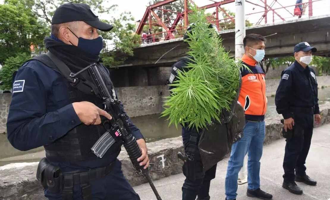 Asegura policía de Tlaxcala plantas de marihuana sembradas en Río Zahuapan