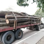 Incautan madera irregular en la reserva de la Mariposa Monarca