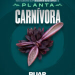 Investigadores BUAP descubren nueva especie de planta carnívora