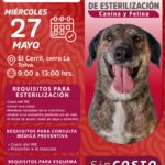 Amar es esterilizar: Ariadna Ayala promueve jornada de cuidado animal en Atlixco
