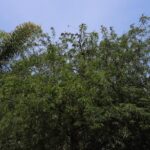 Quecholac informa a la ciudadanía sobre las recientes acciones de sanidad ambiental ejecutadas en el corazón del municipio