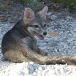 Reaparece especie endémica mexicana que se creía extinta
