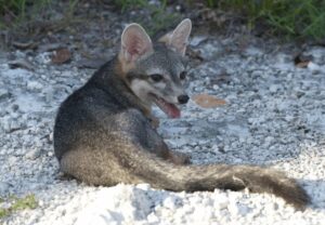 Reaparece especie endémica mexicana que se creía extinta
